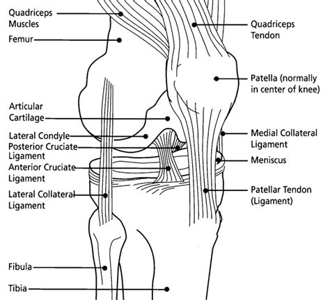 front of the knee diagram 